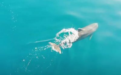 Plavba s delfíny včetně záběrů z dronu
